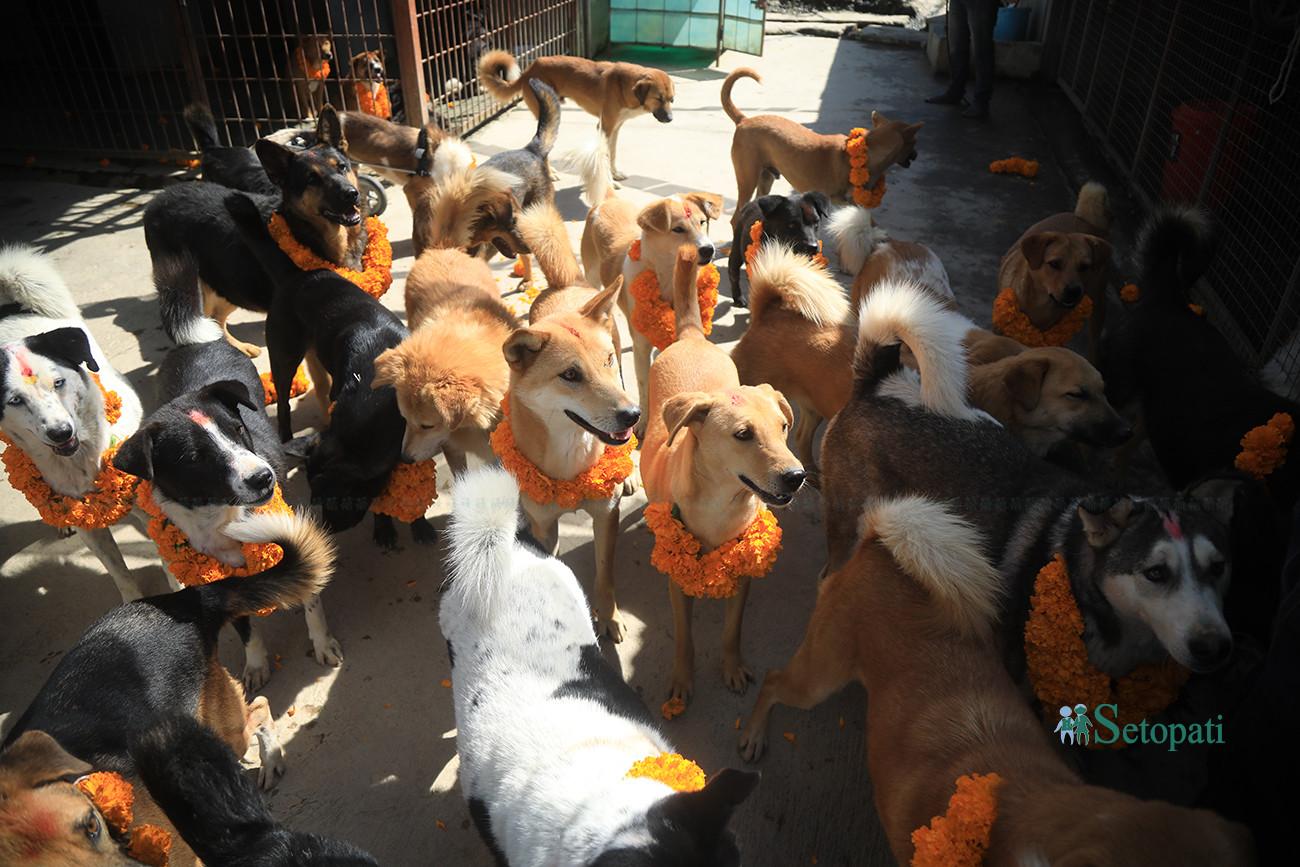 https://raracms.setopati.com/uploads/shares/2019/01/sujita/Kukur tihar  (1).jpg